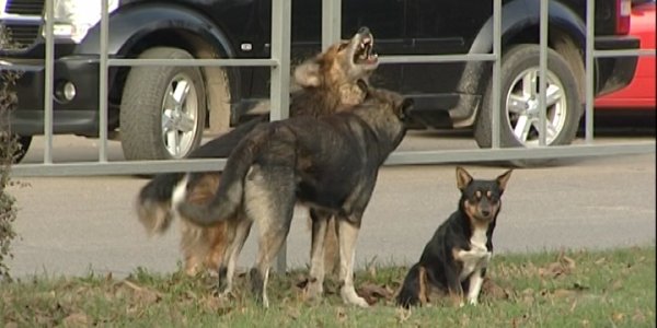 В Краснодаре у школы поселилась стая бродячих собак