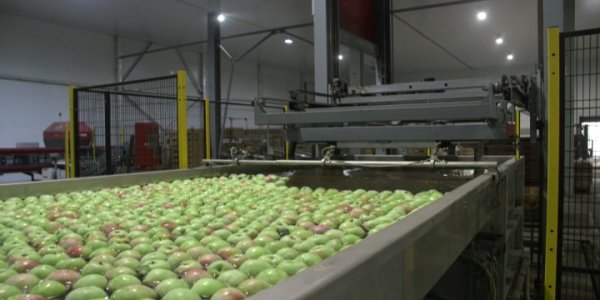 В Белореченске производят из яблок соки и пюре