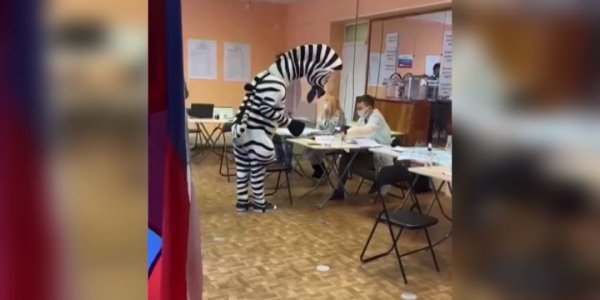В Москве избиратель пришел с енотом на голосование. Енот сбежал