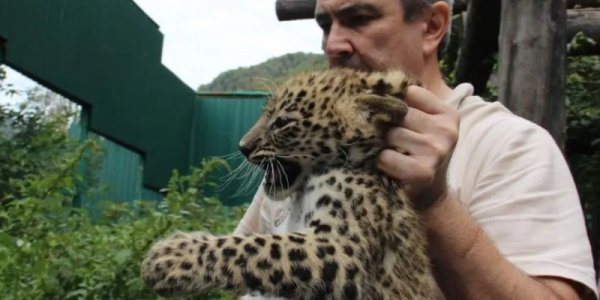 В нацпарке Сочи вакцинировали двухмесячных котят леопарда