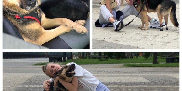 В Томске двум бездомным собакам из Краснодарского края поставили протезы