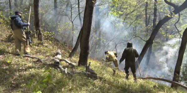 Ценные породы деревьев при крупном лесном пожаре под Геленджиком не пострадали