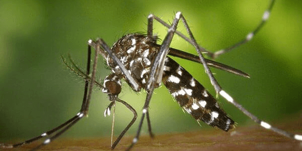 Биолог объяснил нашествие комаров в Анапе