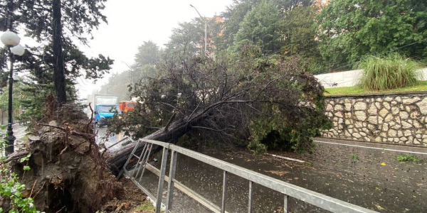 Упавшее дерево парализовало движение транспорта на федеральной дороге в Сочи