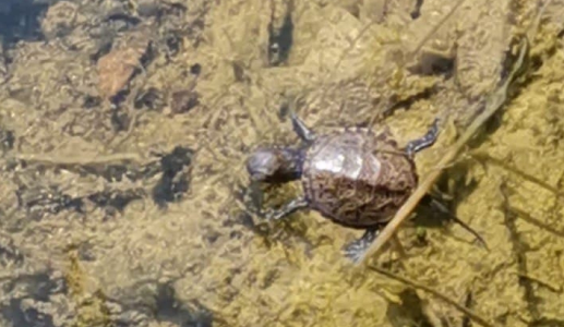 В Анапе выпустили первый искусственно выращенный выводок краснокнижной черепахи