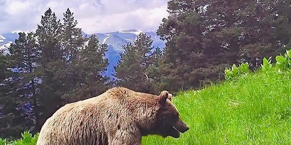 В горах Сочи голодный медведь порвал четыре палатки и разбил гитару-укулеле
