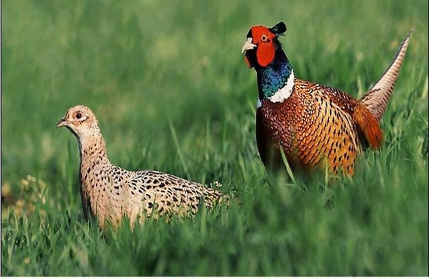 В Краснодарском крае в сентябре на волю выпустили 3 тыс. фазанов