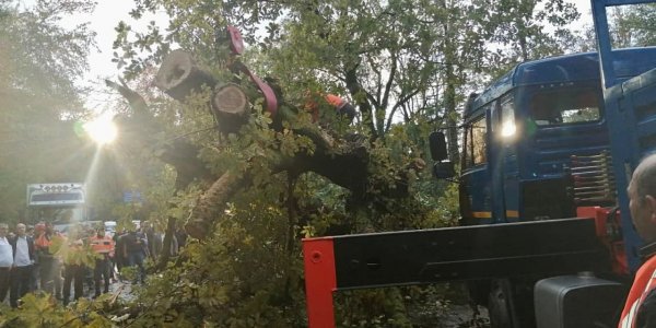 В Сочи из-за упавшего дерева перекрыли федеральную трассу