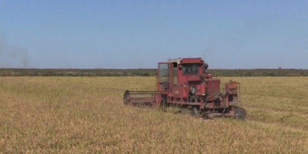 На Кубани в уборке риса задействуют 2 тыс. единиц техники