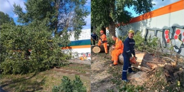 В Краснодаре сильный ветер уронил дерево на трамвайные пути