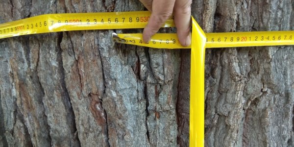 В Краснодаре обследовали более 80% деревьев от плана