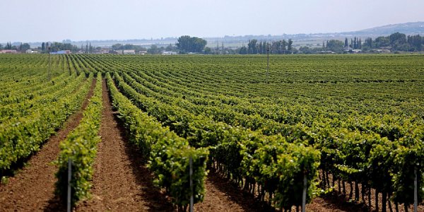 На Кубани планируют заложить 1,5 тыс. га виноградников в 2023 году