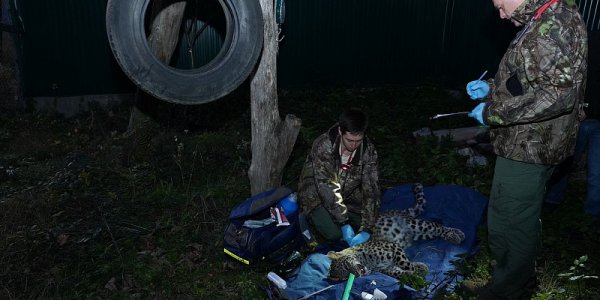 Центр восстановления леопардов смогут посетить туристы и жители Сочи