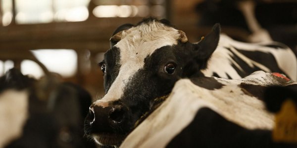 В программу развития селекции крупного рогатого скота войдут 13 хозяйств Кубани