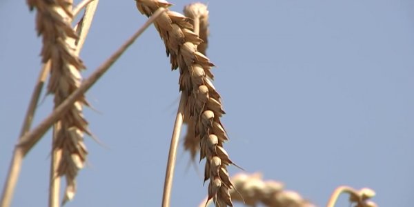 Кубань полностью закрывает свою потребность в семенах пшеницы | «Факты 24»