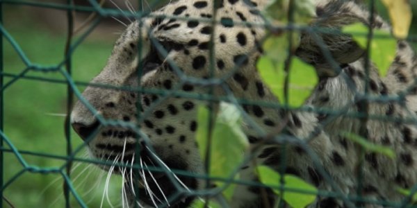 Жители Сочи смогут в реальном времени наблюдать за леопардами нацпарка
