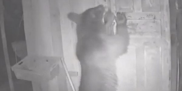 В Адлере сняли на видео, как медвежонок попробовал залезть в курятник