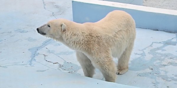 В сафари-парке Геленджика белым медвежатам исполнилось 10 месяцев