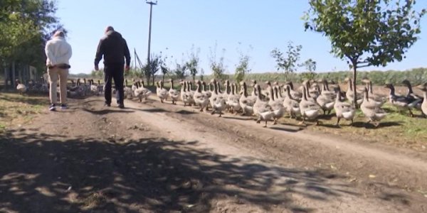 Фермер из Павловского района прославился, сняв видео прогулки с гусями