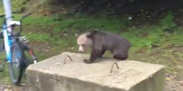 В Сочи жители сняли на видео медведя, идущего вдоль улицы