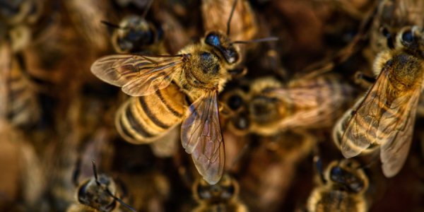 В Белоглинском районе из-за пестицидов погибли 110 семейств пчел