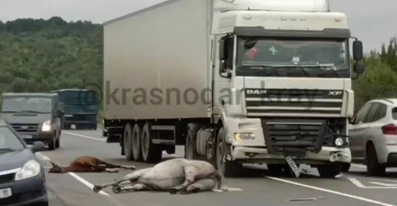 На Кубани грузовик сбил трех лошадей