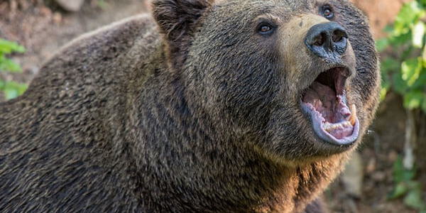 Ученые объяснили причину участившихся выходов медведей к людям в Сочи