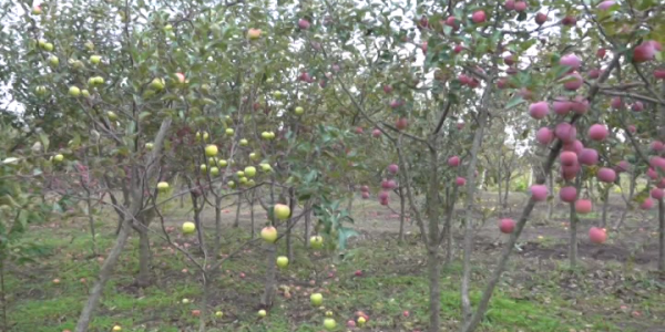 На Кубани с начала года собрали 235 тыс. тонн фруктов