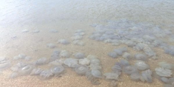В Ейском районе местных жителей обеспокоило нашествие медуз
