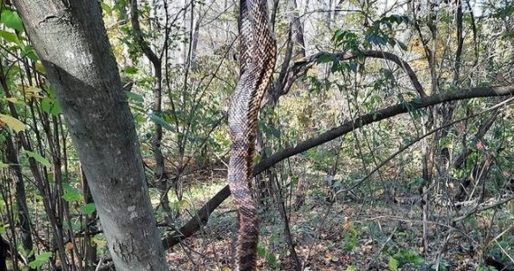 В Успенском районе женщина с дочкой наткнулись в лесу на огромную змею