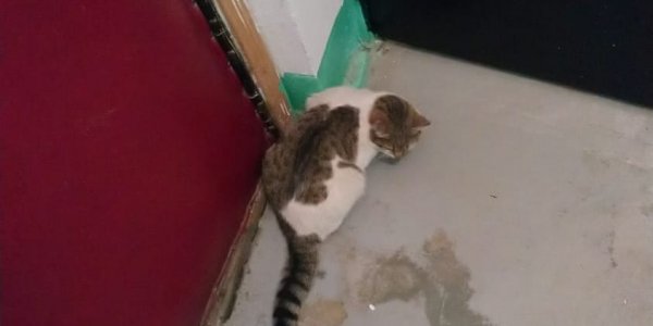 В Новороссийске кот застрял в подъезде и пытался сбежать от спасателей на лифте
