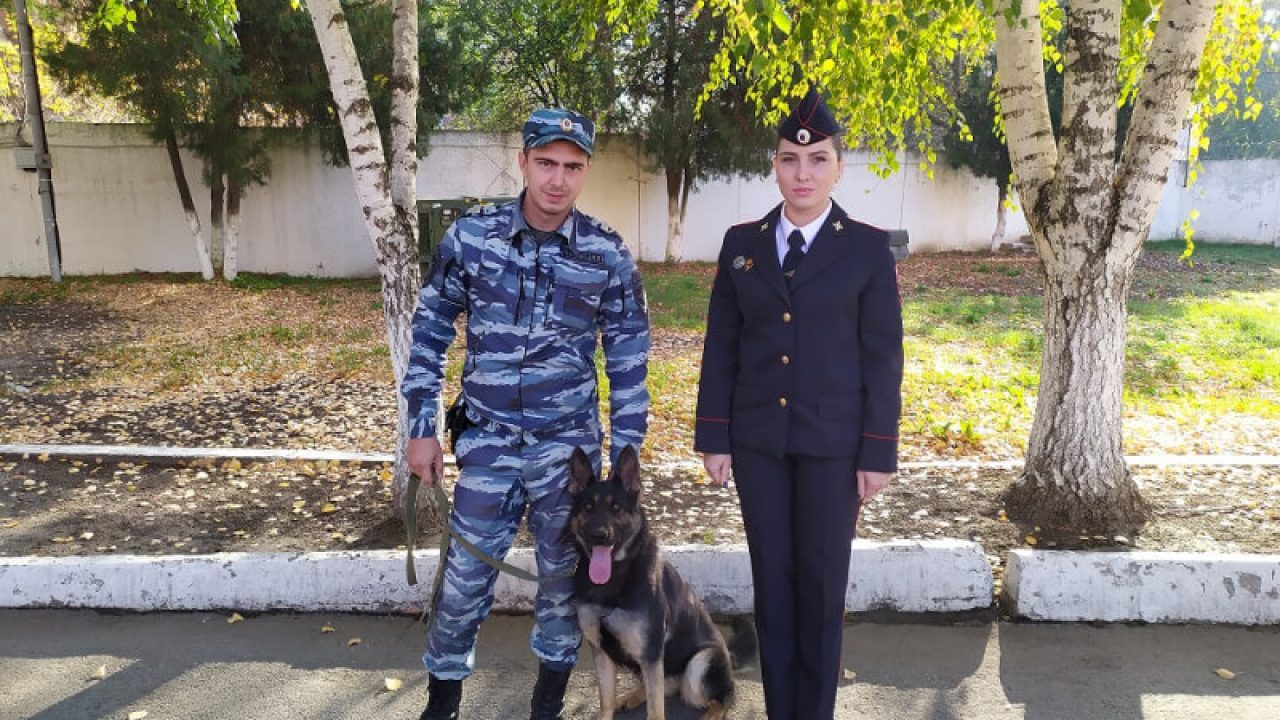 В Усть-Лабинске служебная собака Тайра помогла найти пропавшую женщину - 1  ноября, 2021 Все новости, Происшествия «Кубань 24»