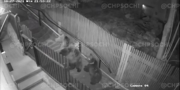 Медведица с детенышем напала на женщину возле ее дома. Видео