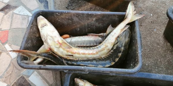В Азовском море три рыбака незаконно выловили ценную рыбу на 1,2 млн рублей