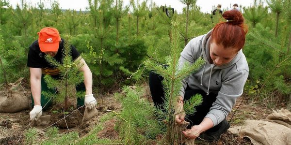 В лесах Кубани по нацпроекту «Экология» выполнили все запланированные работы