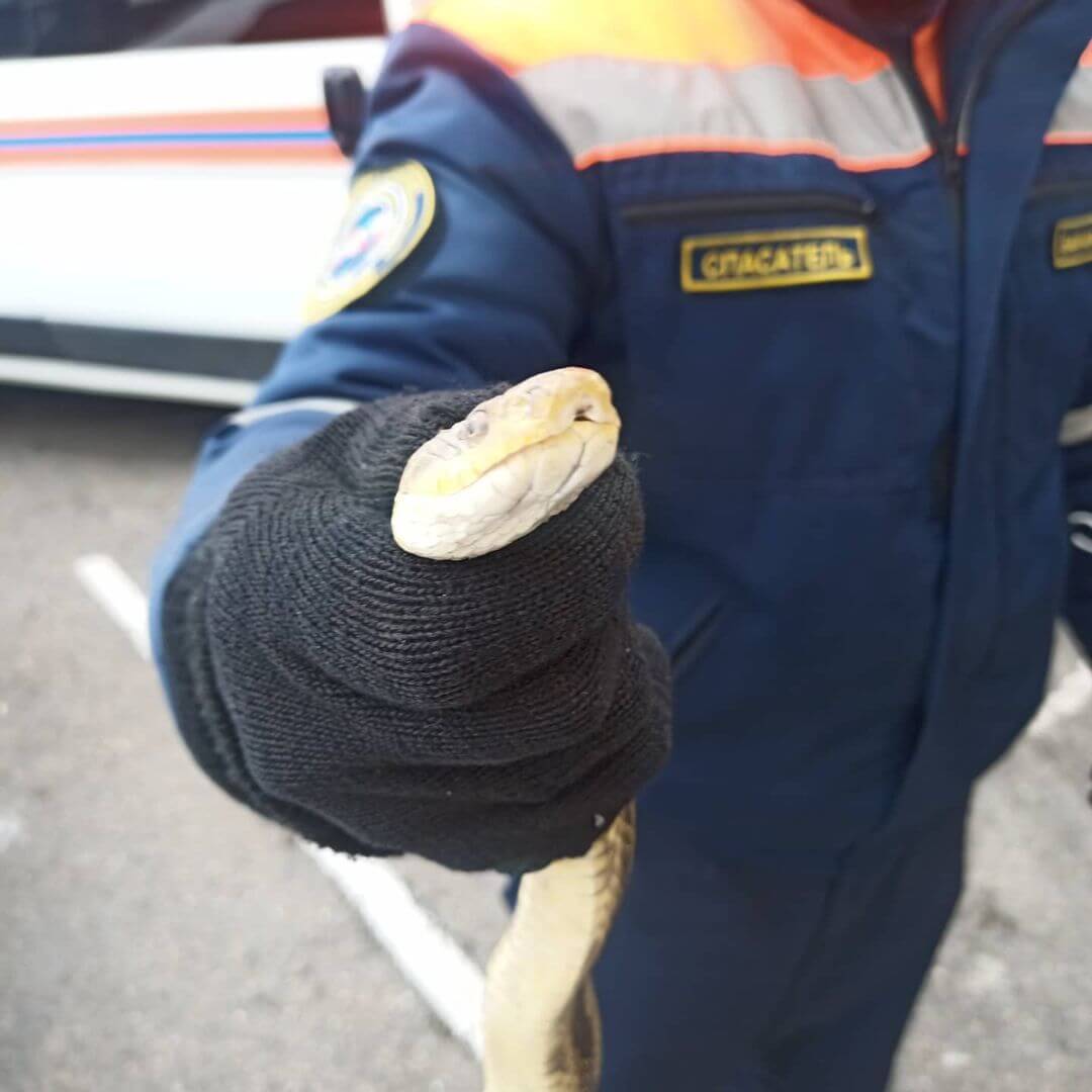 В Новороссийске спасатели избавили автомобилиста от огромной змеи на капоте