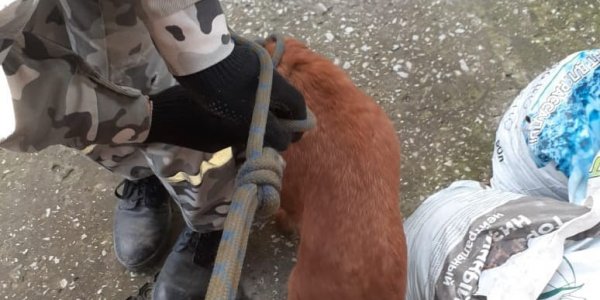 В Новороссийске спасатели подняли из подвала провалившуюся собаку