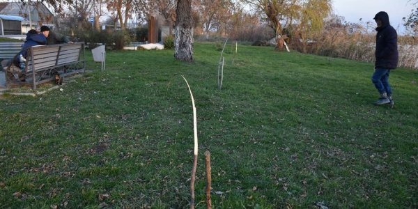 В Темрюкском районе вандалы срубили 10 лип из «Сада памяти»