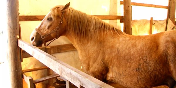 В Анапе зоозащитники требуют закрыть конный прокат