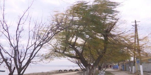 На Кубани 29 ноября ожидается сильный ветер и дождь