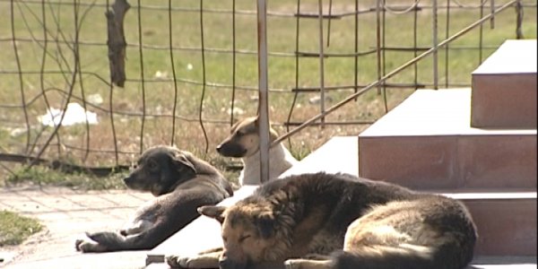 Жителей Немецкой деревни в Краснодаре пугают стаи бездомных собак