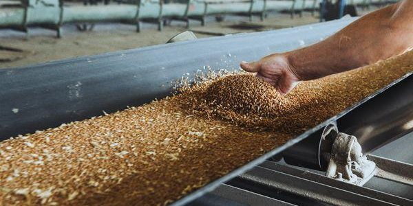 Экспортную пошлину на пшеницу в России повысят до 4,5 тыс. рублей за тонну