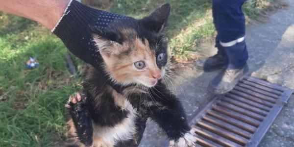 В Новороссийске спасатели вытащили котенка из ливневки, он оказал сопротивление