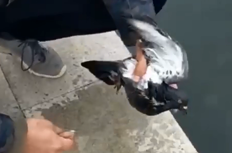 В Горячем Ключе рыбак спас голубя, тонущего в озере