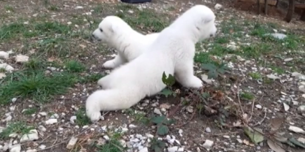 В сафари-парке Геленджика белым медвежатам исполнилось 11 месяцев