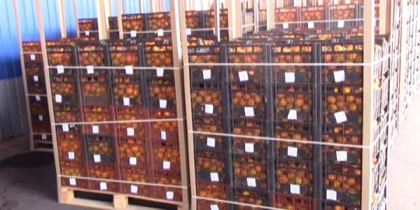 В Россию из Абхазии импортировали уже около 2 тыс. тонн цитрусовых