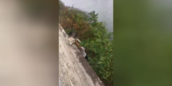 В Сочи молодые люди спасли собаку из русла реки под набережной