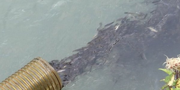 В Сочи выпустили в море 358,5 тыс. мальков краснокнижного лосося