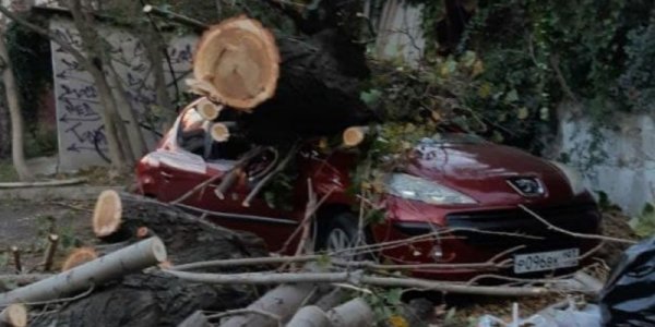 В Туапсе ураганный ветер уронил дерево на припаркованную иномарку
