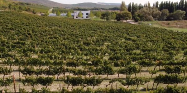 На Кубани виноделы в 2021 году собрали почти 200 тыс. тонн урожая